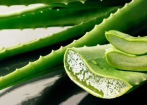 Aloe vera